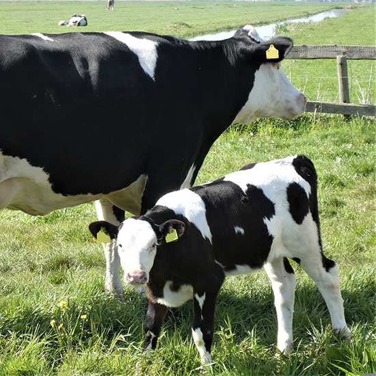 Cow mother